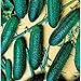 Photo Cool Breeze Cucumbers Seeds (20+ Seeds) | Non GMO | Vegetable Fruit Herb Flower Seeds for Planting | Home Garden Greenhouse Pack new bestseller 2024-2023