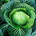 Photo Cabbage Seeds Heirloom (Golden Acre) (45 Seeds) new bestseller 2024-2023
