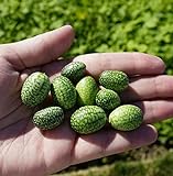 Thumb Watermelon Seeds for Planting-300 Seeds Photo, bestseller 2024-2023 new, best price $6.99 review