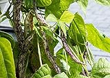 Dragon's Tongue Bush Bean Seeds (Dragon Langerie), 25 Heirloom Seeds Per Packet, Non GMO Seeds, Scientific Name: Phaseolus vulgaris, Isla's Garden Seeds Photo, bestseller 2024-2023 new, best price $5.99 ($0.24 / Count) review