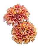 Burpee Strawberry Blonde Marigold Seeds 50 seeds Photo, bestseller 2024-2023 new, best price $9.70 ($0.19 / Count) review