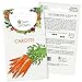 Photo Graines de carotte (Daucus carota), graines de carotte à cultiver OwnGrown, graines pour environ 800 plants de la variété Nantaise 2 nouveau best-seller 2024-2023