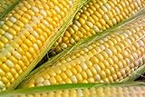 Peaches & Cream Sweet Corn Non-GMO Seeds - 4 Oz, 500 Seeds - by Seeds2Go Photo, bestseller 2024-2023 new, best price $14.32 ($3.58 / Ounce) review