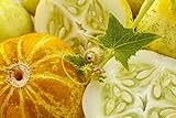 12 Graines de Concombre Citron - légumes ancien potager - méthode BIO Photo, best-seller 2024-2023 nouveau, meilleur prix 4,24 € (4,24 € / count) examen