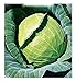Foto Semillas de col de Copenhague - verduras - brassica oleracea - cp002 - las mejores semillas de plantas - flores - frutas raras - coliflores - idea de regalo original - 3300 semillas aproximadamente nuevo éxito de ventas 2024-2023