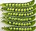 Photo Pea Seed, Sugar Daddy, Heirloom, Non GMO, 20 Seeds, Perfect Peas new bestseller 2024-2023