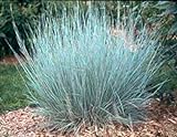500 Little Bluestem Ornamental Grass Seeds, Schizachyrium scoparium Photo, bestseller 2024-2023 new, best price $4.95 review