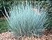 Photo 500 Little Bluestem Ornamental Grass Seeds, Schizachyrium scoparium new bestseller 2024-2023