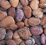 Jackson Wonder Butterbean Bush Lima Bean Seed Heirloom Beans 25 Count Seeds Photo, bestseller 2024-2023 new, best price $5.00 review