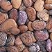 Photo Jackson Wonder Butterbean Bush Lima Bean Seed Heirloom Beans 25 Count Seeds new bestseller 2024-2023