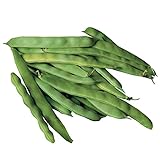 Burpee Roma II Bush Bean Seeds 2 ounces of seed Photo, bestseller 2024-2023 new, best price $6.63 ($3.32 / Ounce) review