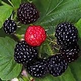 Black Raspberry Bush Seeds! SWEET DELICIOUS FRUIT! COMB. Photo, bestseller 2024-2023 new, best price $3.49 review