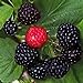 Photo Black Raspberry Bush Seeds! SWEET DELICIOUS FRUIT new bestseller 2024-2023