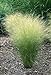Photo Mexican Feather Grass Pony Tails Ornamental Stipa Tenuissima Seeds Wind Whisp Jocad (25 Seeds) new bestseller 2024-2023