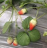Heirloom Red Strawberry 200+ Seeds Photo, bestseller 2024-2023 new, best price $7.50 ($0.04 / Count) review