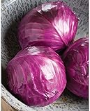 David's Garden Seeds Cabbage Ruby Perfection 7742 (Red) 100 Non-GMO, Hybrid Seeds Photo, bestseller 2024-2023 new, best price $3.95 review