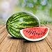 Foto Wassermelon Klondike 25 x Samen - 100% Natursamen, Superfruchtig und Herrlich Erfrischend neu Bestseller 2024-2023