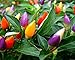 Photo NIKA SEEDS - Vegetable Ornamental Pepper Mix Indoor Decorative Rainbow Plant - 30 Seeds new bestseller 2024-2023