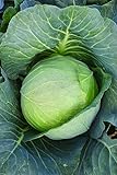 Burpee Brunswick Cabbage Seeds 260 seeds Photo, bestseller 2024-2023 new, best price $6.00 review