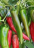 100 Anaheim Chili Pepper Seeds | Non-GMO | Fresh Garden Seeds Photo, bestseller 2024-2023 new, best price $5.95 review
