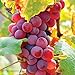Photo Van Zyverden 83721 Grapes Flame seedless Set of 1 Fruit-Plants, 2 Year, Greenish new bestseller 2024-2023
