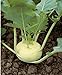 Foto 300 semillas de colo rava blanca – Verduras antiguas huertas – Método ecológico nuevo éxito de ventas 2024-2023