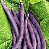 Royal Burgundy Bush Bean Seeds, 30 Heirloom Seeds Per Packet, Non GMO Seeds, Isla's Garden Seeds Photo, bestseller 2024-2023 new, best price $5.99 ($0.20 / Count) review