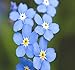 Photo Big Pack - (50,000) French Forget Me Not, Myosotis sylvatica Flower Seeds - Perennial Zone 3-9 - Flower Seeds By MySeeds.Co (Big Pack - Forget Me Not) new bestseller 2024-2023
