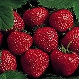 25 Earliglow Strawberry Plants - Bareroot - The Earliest Berry! Photo, bestseller 2024-2023 new, best price $19.19 ($0.77 / Count) review