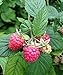 Photo Polka Raspberry Bare Root - Non-GMO - Nearly THORNLESS - Produces Large, Firm Berries with Good Flavor - Wrapped in Coco Coir - GreenEase by ENROOT (4) new bestseller 2024-2023