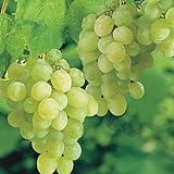 Pixies Gardens Thompson Seedless Grape Vine Plant Sweet Excellent Flavored
