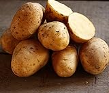 Golden Yukon Nuggets Heirloom Potato Seed 3lbs Virus Free Non GMO Photo, bestseller 2024-2023 new, best price $16.99 ($0.35 / Ounce) review