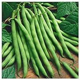 Everwilde Farms - 1 Lb Provider Green Bean Seeds - Gold Vault Photo, bestseller 2024-2023 new, best price $9.60 review