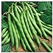 Photo Everwilde Farms - 1 Lb Provider Green Bean Seeds - Gold Vault new bestseller 2024-2023