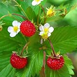 Outsidepride Strawberry Vesca Baron - 5000 Seeds Photo, bestseller 2024-2023 new, best price $5.49 review