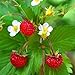 Photo Outsidepride Strawberry Vesca Baron - 5000 Seeds new bestseller 2024-2023