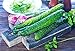 Foto Über 200 lange grüne Gurkensamen zum Anpflanzen, GVO-freie Bio-Gurkensamen neu Bestseller 2024-2023