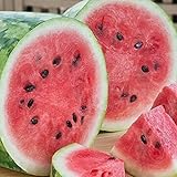 RattleFree Watermelon Seeds for Planting Heirloom and NonGMO Jubilee Watermelon Seeds to Plant in Home Gardens Full Planting Instructions on Each Planting Packet Photo, bestseller 2024-2023 new, best price $5.95 review
