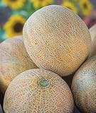 Burpee Ambrosia Cantaloupe Melon Seeds 30 seeds Photo, bestseller 2024-2023 new, best price $7.97 ($0.27 / Count) review