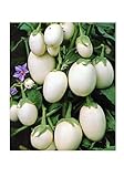 Aubergine White Mini - Eierfrucht - 20 Samen Foto, Bestseller 2024-2023 neu, bester Preis 1,60 € Rezension