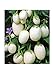 Foto Aubergine White Mini - Eierfrucht - 20 Samen neu Bestseller 2024-2023