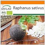 SAFLAX - Ecológico - Rábano - Español Negro - 100 semillas - Raphanus sativus Foto, éxito de ventas 2024-2023 nuevo, mejor precio 3,95 € revisión