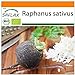 Foto SAFLAX - Ecológico - Rábano - Español Negro - 100 semillas - Raphanus sativus nuevo éxito de ventas 2024-2023