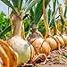 Photo David's Garden Seeds Onion Short-Day Texas Grano 1015Y 1766 (Yellow) 200 Non-GMO, Heirloom Seeds new bestseller 2024-2023