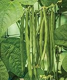 Burpee Kentucky Blue Pole Bean Seeds 2 ounces of seed Photo, bestseller 2024-2023 new, best price $6.50 ($3.25 / Ounce) review