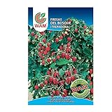 WAM Semillas de Fresas del Bosque, Sobre Clásico 0,15 gr Foto, éxito de ventas 2024-2023 nuevo, mejor precio 3,40 € revisión