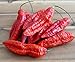 Foto Hot Chili Pfeffer Bhut Jolokia Rot - Pepper - ertragreich - über eine Million Einheiten - 10 Samen neu Bestseller 2024-2023