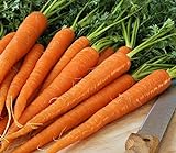 Pelleted - Tendersweet Carrot Seeds - Pelleted - Wow!! These are Sooooo Good!!!!(100 - Seeds) Photo, bestseller 2024-2023 new, best price $10.99 ($0.11 / Count) review