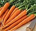 Photo Pelleted - Tendersweet Carrot Seeds - Pelleted - Wow!! These are Sooooo Good!!!!(100 - Seeds) new bestseller 2024-2023
