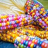 Rosepoem Semillas de maíz Indio 30pcs Semillas de maíz Semilla de maíz Arcoiris Foto, éxito de ventas 2024-2023 nuevo, mejor precio 4,99 € revisión